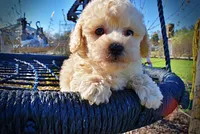 Nacho, a male Havanese and Poodle - Toy  for sale in Marshfield, MO – Photo 2 of 10