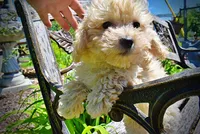 Nacho, a male Havanese and Poodle - Toy  for sale in Marshfield, MO – Photo 3 of 9