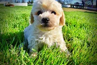 Nacho, a male Havanese and Poodle - Toy  for sale in Marshfield, MO – Photo 5 of 10