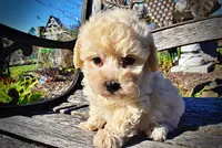 Nacho, a male Havanese and Poodle - Toy  for sale in Marshfield, MO – Photo 4 of 10