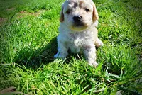 Nacho, a male Havanese and Poodle - Toy  for sale in Marshfield, MO – Photo 9 of 10
