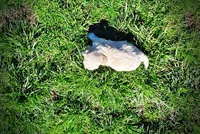 Nacho, a male Havanese and Poodle - Toy  for sale in Marshfield, MO – Photo 5 of 10