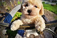 Nacho, a male Havanese and Poodle - Toy  for sale in Marshfield, MO – Photo 3 of 10