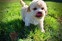 Nacho, a male Havanese and Poodle - Toy  for sale in Marshfield, MO – Photo 6 of 10