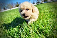 Nacho, a male Havanese and Poodle - Toy  for sale in Marshfield, MO – Photo 10 of 10