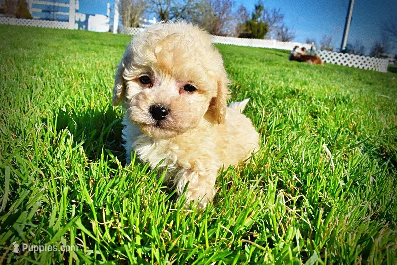 Nacho – Havanese, Poodle - Toy  puppy for sale in Marshfield, MO