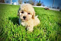 Nacho, a male Havanese and Poodle - Toy  for sale in Marshfield, MO – Photo 1 of 10