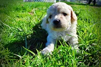 Nacho, a male Havanese and Poodle - Toy  for sale in Marshfield, MO – Photo 6 of 10