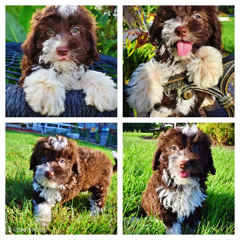 Dexter – Havanese, Poodle - Toy  puppy for sale in Marshfield, MO