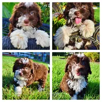 Dexter, a male Havanese and Poodle - Toy  for sale in Marshfield, MO – 1 of 10