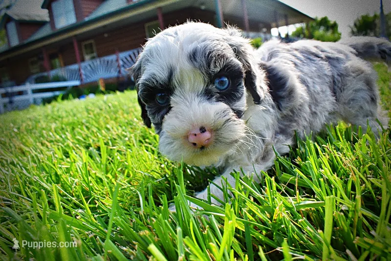 Skye-SUMMER SALE!!  $100 off listed price!! – Havanese, Poodle - Toy  puppy for sale in Marshfield, MO