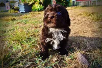 Latte, a male Havapoo for sale in Marshfield, MO – 8 of 10