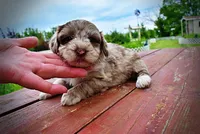 Star, a female Havanese and Poodle - Toy  for sale in Marshfield, MO – 3 of 10