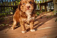 Murphy, a male Havapoo for sale in Marshfield, MO – 8 of 10