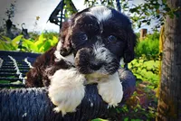 Savvy-SUMMER SALE!!  $100 off listed price!!, a female Havanese and Poodle - Toy  for sale in Marshfield, MO – 4 of 10