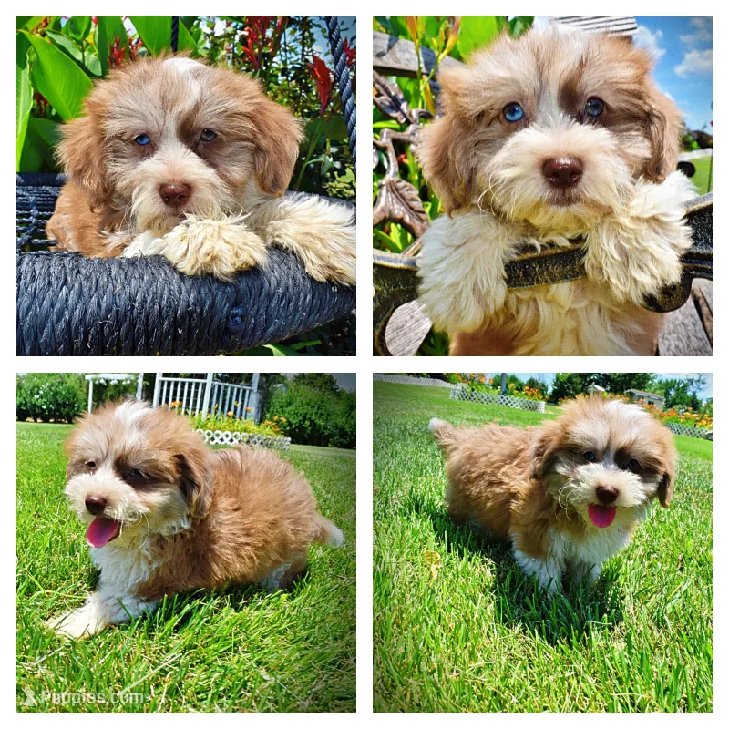 Doodles – Havanese, Poodle - Toy  puppy for sale in Marshfield, MO