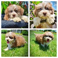 Doodles, a male Havanese and Poodle - Toy  for sale in Marshfield, MO – 1 of 10