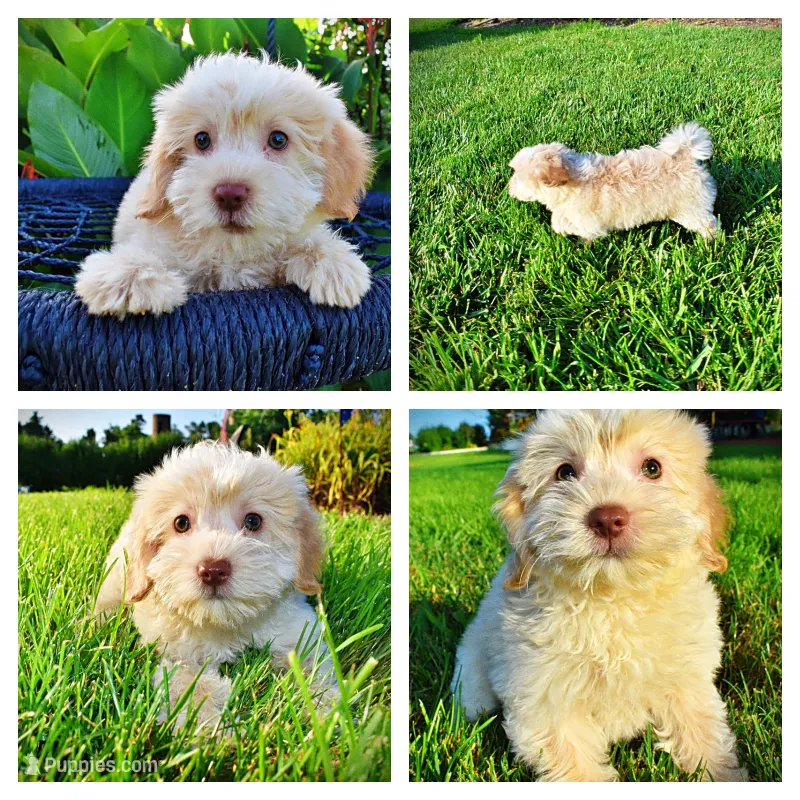 Daisy – Havanese, Poodle - Toy  puppy for sale in Marshfield, MO
