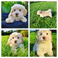 Daisy, a female Havanese and Poodle - Toy  for sale in Marshfield, MO – 1 of 10