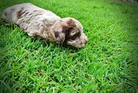 Star, a female Havanese and Poodle - Toy  for sale in Marshfield, MO – 9 of 10