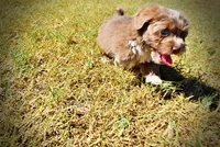 Oscar, a male Havapoo for sale in Marshfield, MO – 6 of 10