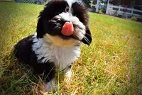 Kibbles, a male Havanese and Havapoo for sale in Marshfield, MO – 2 of 10
