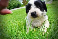 Shadow, a male Havanese and Poodle - Toy  for sale in Marshfield, MO – 3 of 10