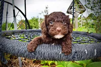 Vader, a male Havanese and Poodle - Toy  for sale in Marshfield, MO – 5 of 9