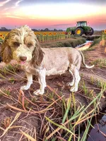 Skye, a female Havanese and Poodle - Toy  for sale in Marshfield, MO – 9 of 9