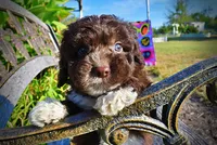 Lucky, a male Havapoo for sale in Marshfield, MO – 4 of 10