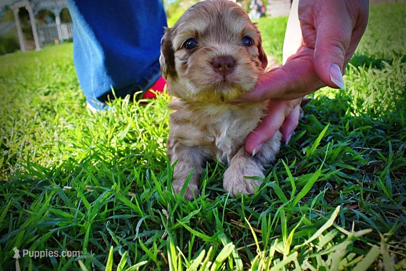 Presto – Havanese, Poodle - Toy  puppy for sale in Marshfield, MO