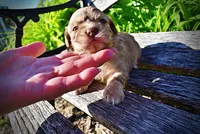 Presto, a male Havanese and Poodle - Toy  for sale in Marshfield, MO – Photo 3 of 9