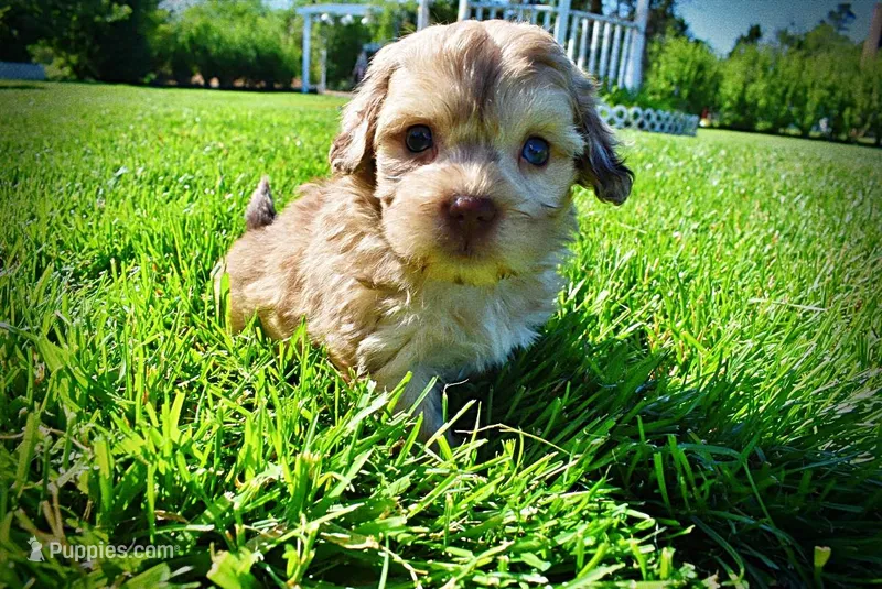 Presto – Havanese, Poodle - Toy  puppy for sale in Marshfield, MO
