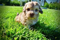Presto-MEMORIAL DAY SALE-$150 OFF!!, a male Havanese and Poodle - Toy  for sale in Marshfield, MO – 10 of 10