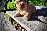 Presto, a male Havanese and Poodle - Toy  for sale in Marshfield, MO – Photo 7 of 9