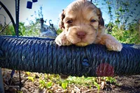 Presto, a male Havanese and Poodle - Toy  for sale in Marshfield, MO – Photo 5 of 9