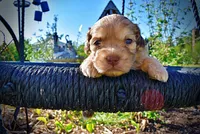 Presto, a male Havanese and Poodle - Toy  for sale in Marshfield, MO – Photo 4 of 9