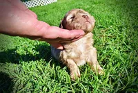 Presto, a male Havanese and Poodle - Toy  for sale in Marshfield, MO – Photo 2 of 9