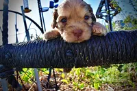 Presto, a male Havanese and Poodle - Toy  for sale in Marshfield, MO – Photo 6 of 9