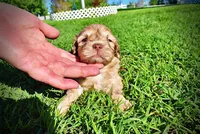 Presto, a male Havanese and Poodle - Toy  for sale in Marshfield, MO – Photo 8 of 9