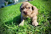Presto, a male Havanese and Poodle - Toy  for sale in Marshfield, MO – Photo 9 of 9