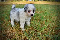 Milo, a male Havapoo for sale in Marshfield, MO – 4 of 10