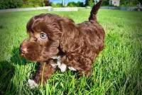 Cookie, a female Havanese and Poodle - Toy  for sale in Marshfield, MO – 8 of 9