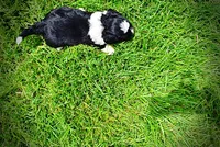 Savvy, a female Havanese and Poodle - Toy  for sale in Marshfield, MO – 6 of 9