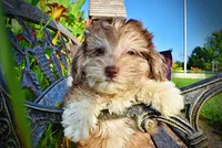 Destiny, a female Havanese and Poodle - Toy  for sale in Marshfield, MO – 7 of 10