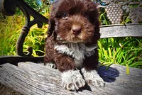 Jackson-LABOR DAY SALE-TAKE $100 OFF!!!, a male Havanese and Havapoo for sale in Marshfield, MO – 3 of 10