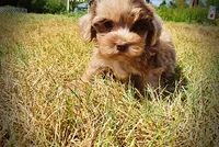 Kiwi, a female Havanese and Havapoo for sale in Marshfield, MO – 7 of 10