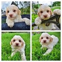 Angel, a female Havanese and Poodle - Toy  for sale in Marshfield, MO – 1 of 8