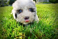 Sugar-SUMMER SALE!!  $100 off listed price!, a female Havanese and Poodle - Toy  for sale in Marshfield, MO – 5 of 8