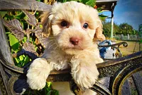 Lemony, a male Havapoo for sale in Marshfield, MO – 3 of 10